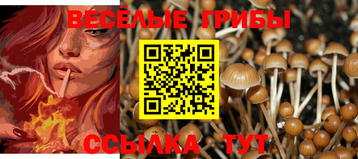 Псилоцибиновые грибы Psilocybe Красноярск